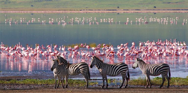 Beeindruckende Tierwelt kombiniert & Traumstrände ©Travel Stock/adobestock